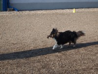 /album/fotogalerie-obedience/p3167354-jpg/