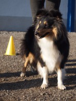 /album/fotogalerie-obedience/p3167372-jpg/