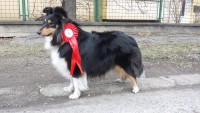 /album/fotogalerie-dog-dancing/a1560776-276075992547767-1138270659-n-jpg1/